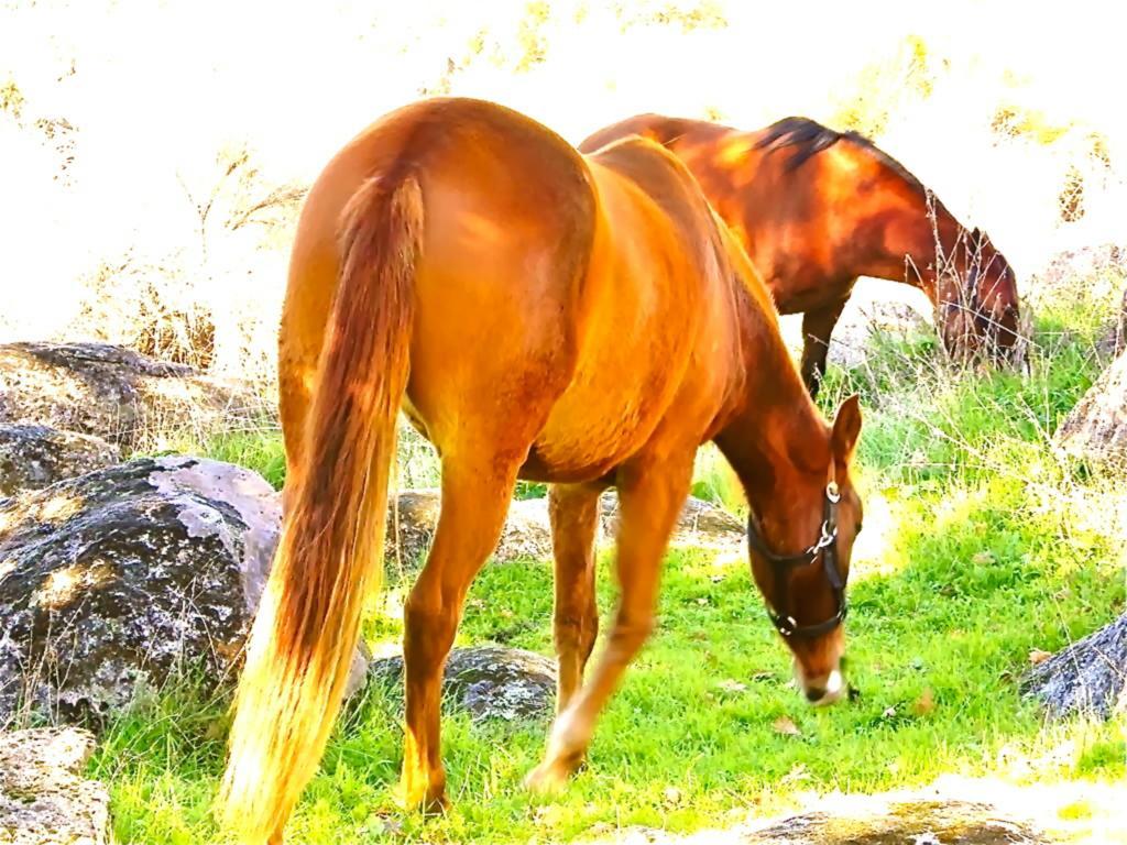 Penzion Quinta Do Marvao Pokoj fotografie