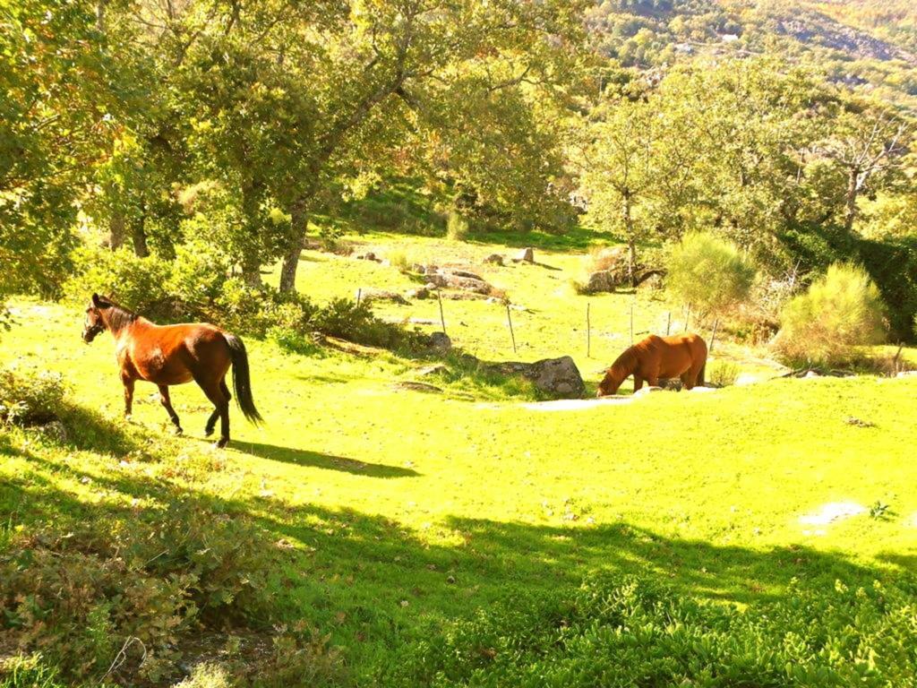 Penzion Quinta Do Marvao Pokoj fotografie