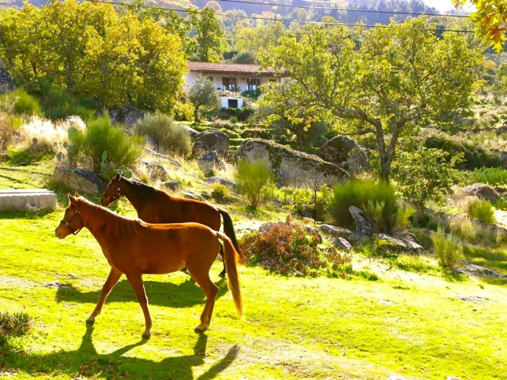 Penzion Quinta Do Marvao Pokoj fotografie