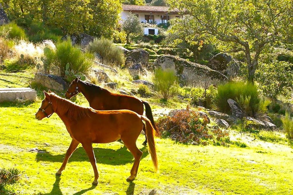 Penzion Quinta Do Marvao Exteriér fotografie